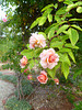 climbing roses