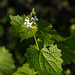 20140416 1254VRAw [D-LIP] Knoblauchrauke (Alliaria petiolata), Stumpfer-Turm, Bad Salzuflen