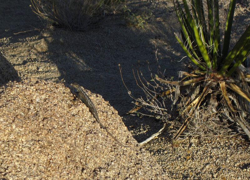 Lizard (5884)