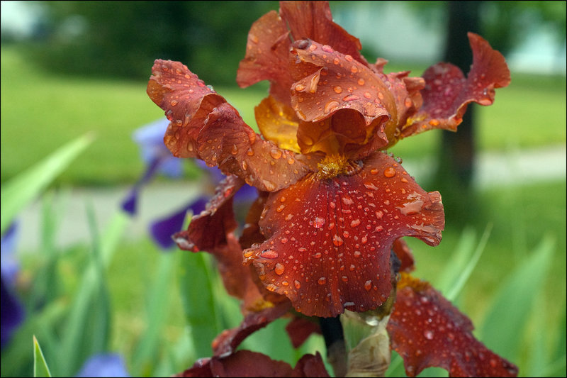 Iris