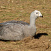 Cereopsis Goose