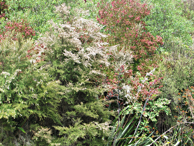 Pretty Trees on Bank