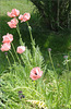 Poppies