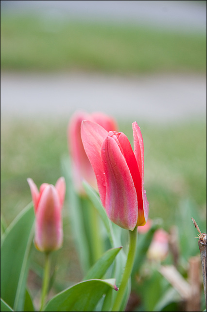 Tulips