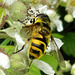 Dead Head Hoverfly (myathropa florea) (poss)