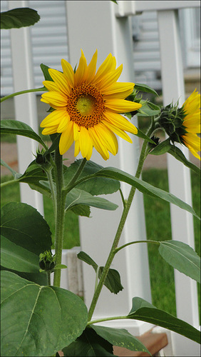 Sunflower