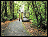 Swing bridge at Kaitoki Waterworks Park