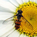 Marmalade Hoverfly (episyrphus balteatus)