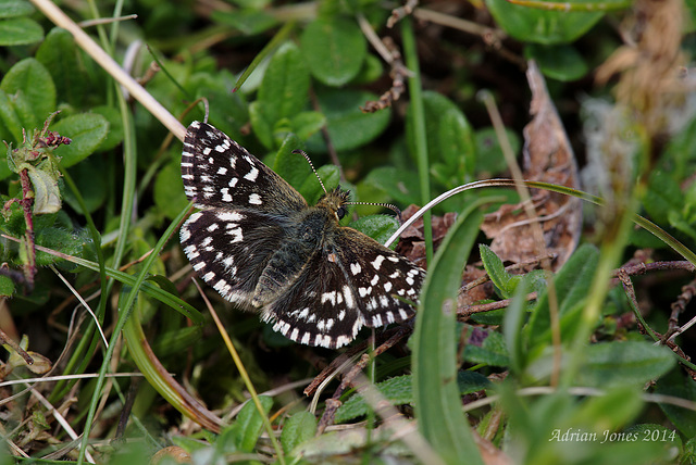 Grizzled Skipper Butterfly