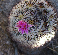 Mammillaria (5930)