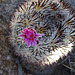 Mammillaria (5930)