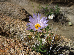 Mojave Aster (5925)