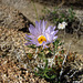 Mojave Aster (5925)