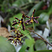 Phalaenopsis mannii black