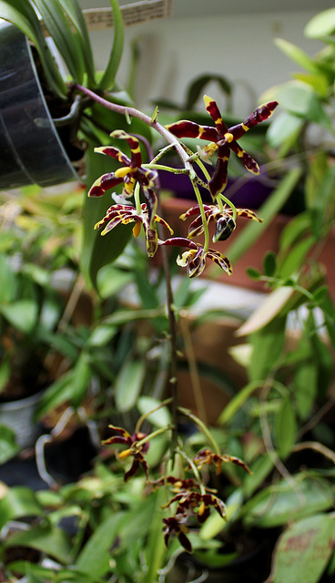 Phalaenopsis mannii black (2)