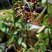 Phalaenopsis mannii black (2)