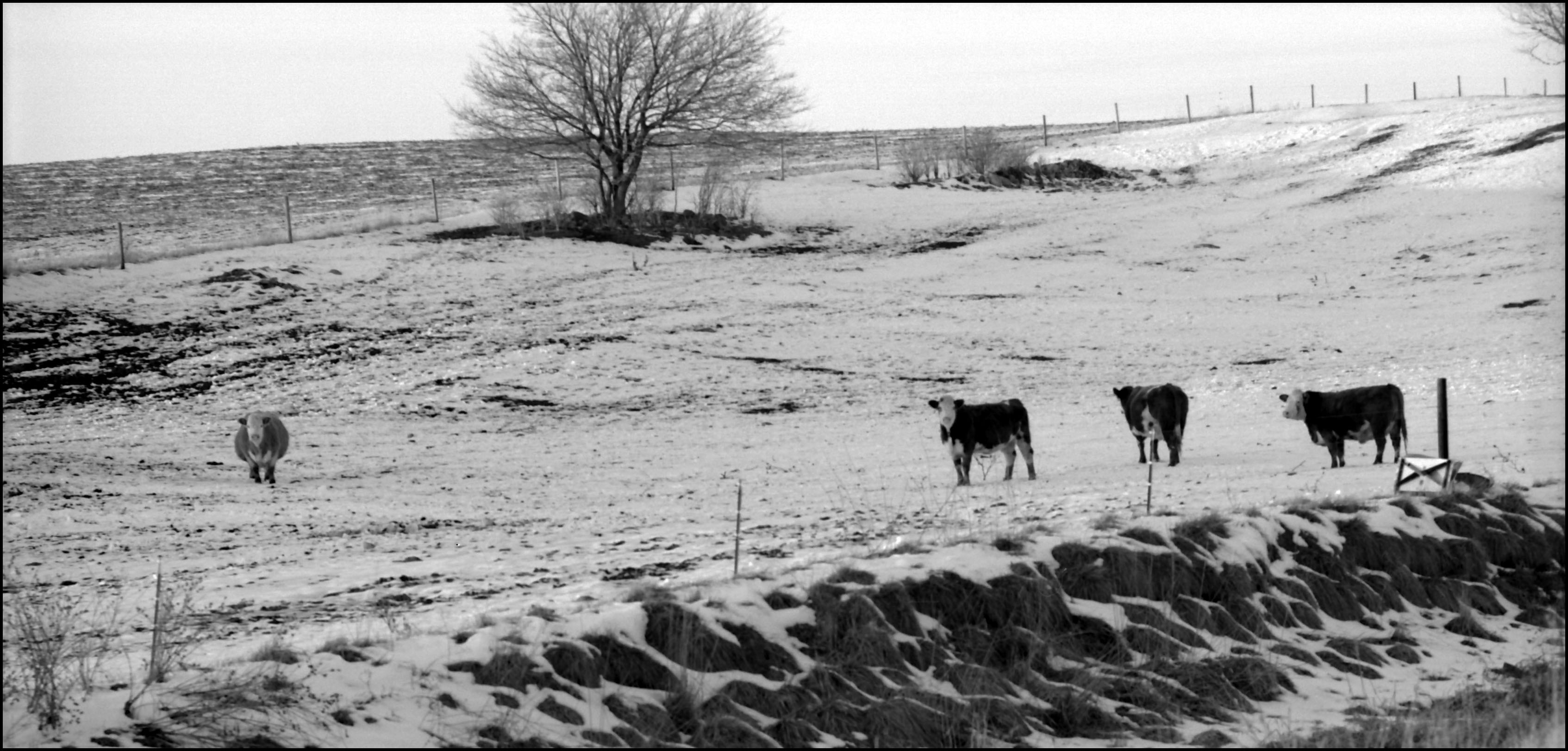 Cattle, Anyone?