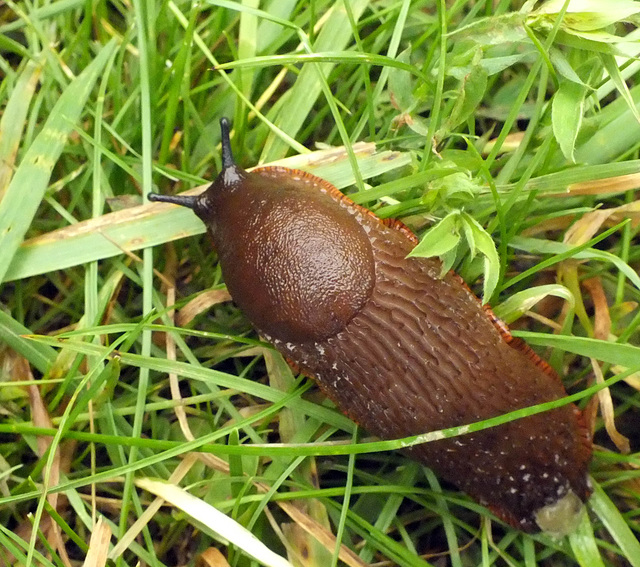 Large Red Slug (Arion rufus)