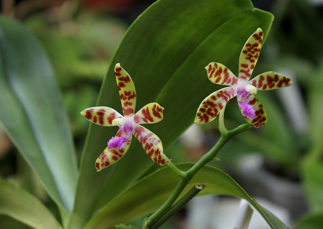 Phalaenopsis bastiani