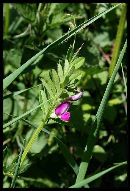 Vicia sativa