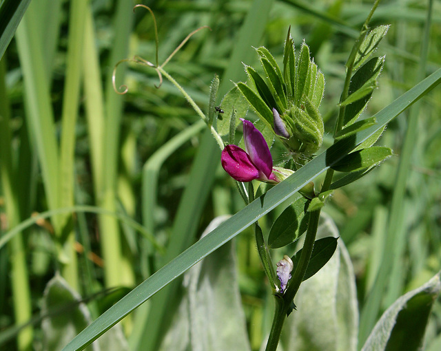 Vicia sativa (2)