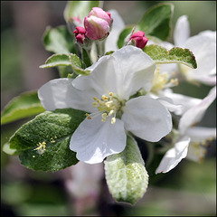 Apple Blossoms