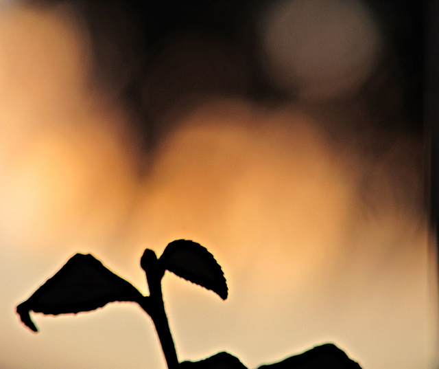 Sunset Silhouette