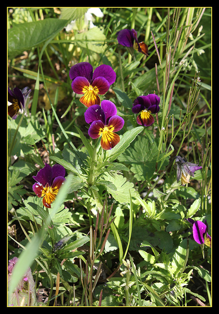 Viola