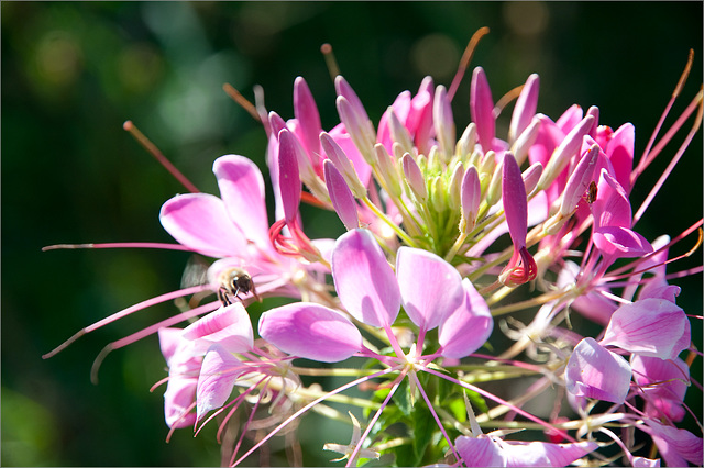 The Bee on the Cleome