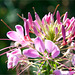 The Bee on the Cleome