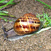 Brown Garden Snail Cornu aspersum (Müller).