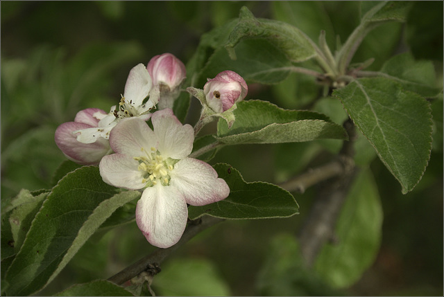 Apple Blossom Time