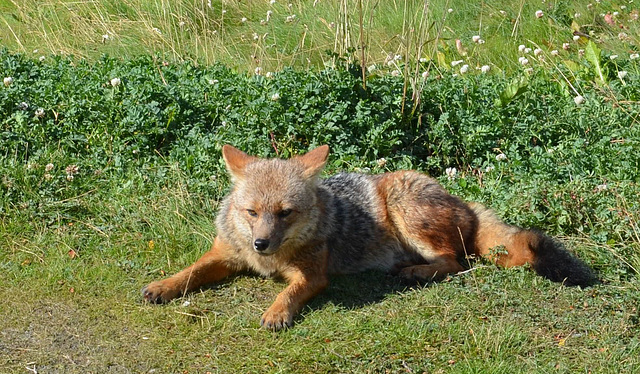 Fuegan red fox