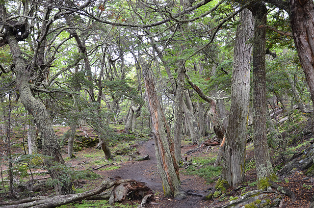 the Fuegan forest