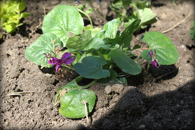 Viola odorata 'Red Charm'