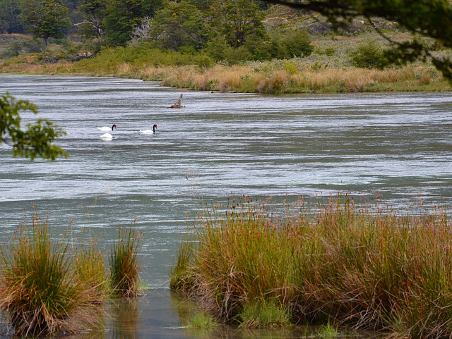 lakescape with black-necked swans