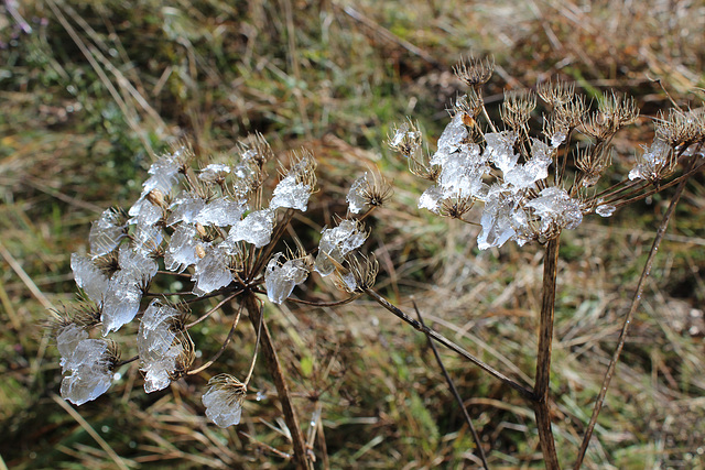 givre