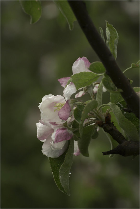 Apple Blossom