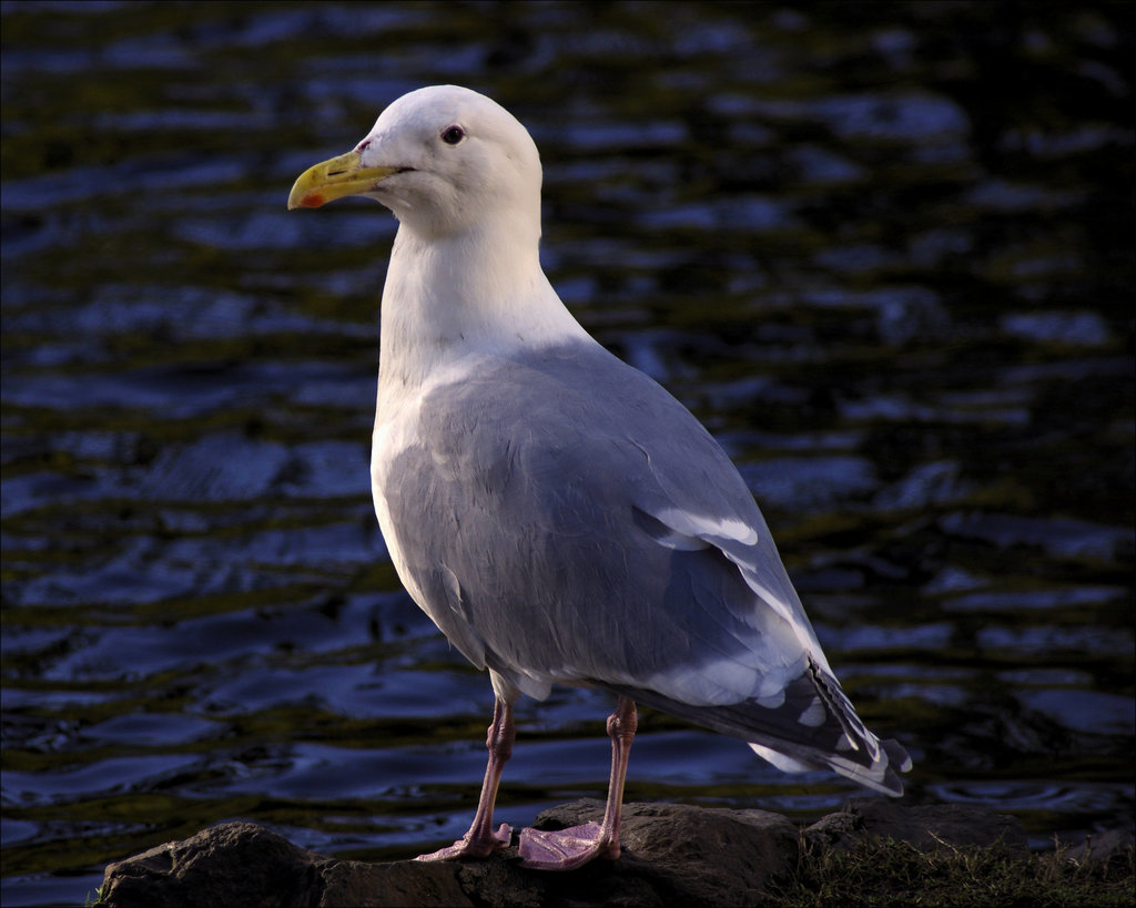 Gull 00 20140317