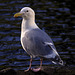 Gull 00 20140317