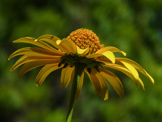 Summer sunlight