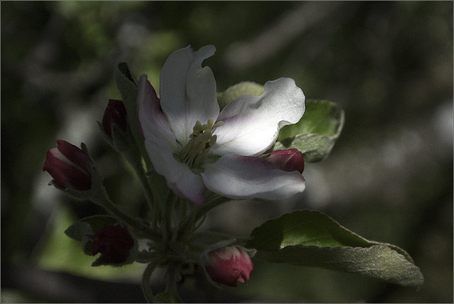 Apple Blossom