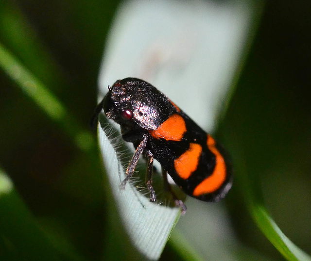 Froghopper - Cercopis vulnerata - family cercopidae