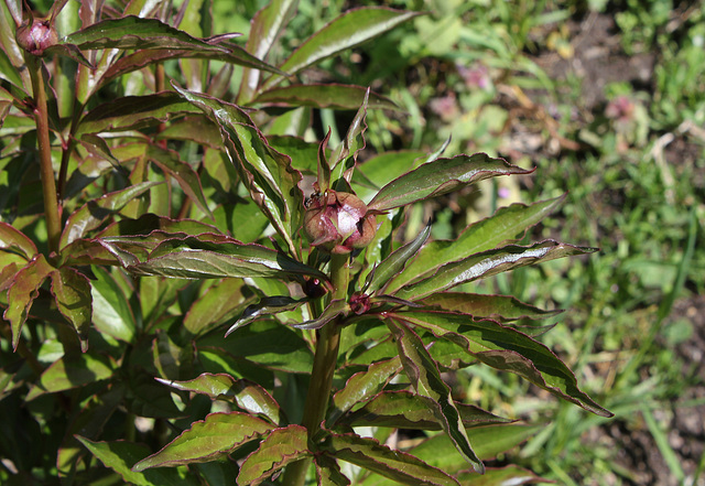 pivoine qui boutonne