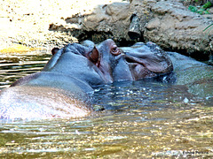 Hippo affection