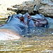 Hippo affection