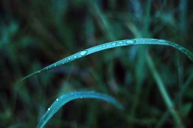 dew