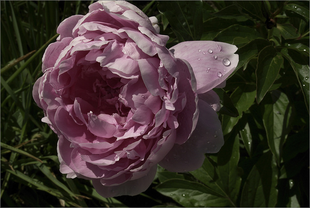 Peony