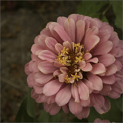 Zinnia