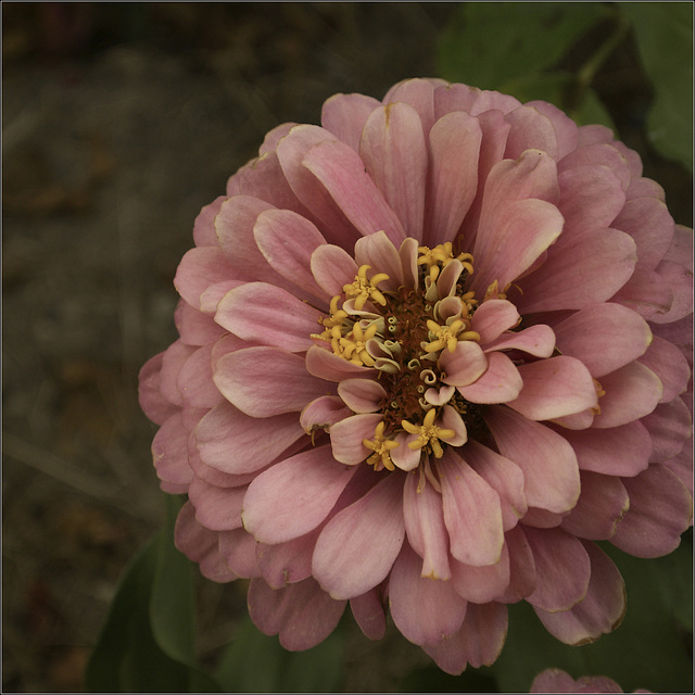 Zinnia